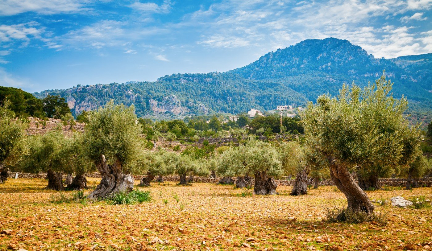 suelo rustico en mallorca